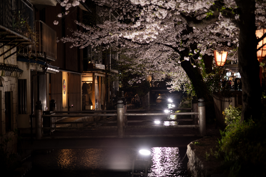高瀬川 夜桜①