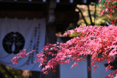 光明寺④　紅葉