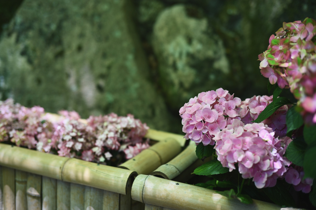 柳谷観音 楊谷寺③ 紫陽花
