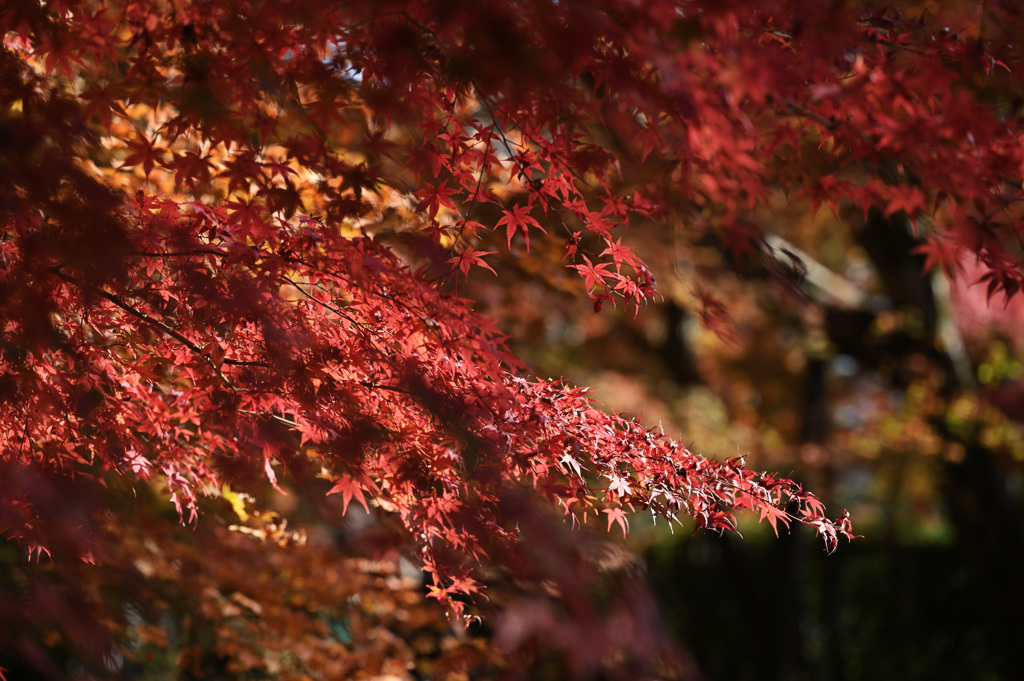 光明寺⑥　紅葉