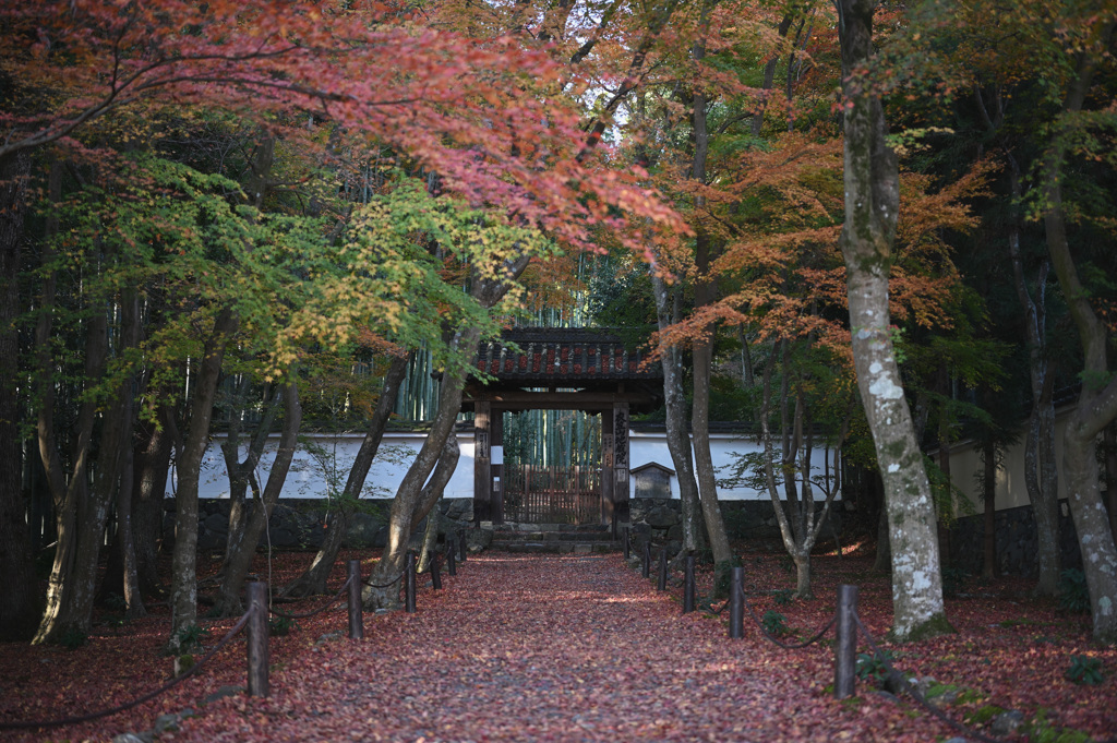 地蔵院 紅葉①