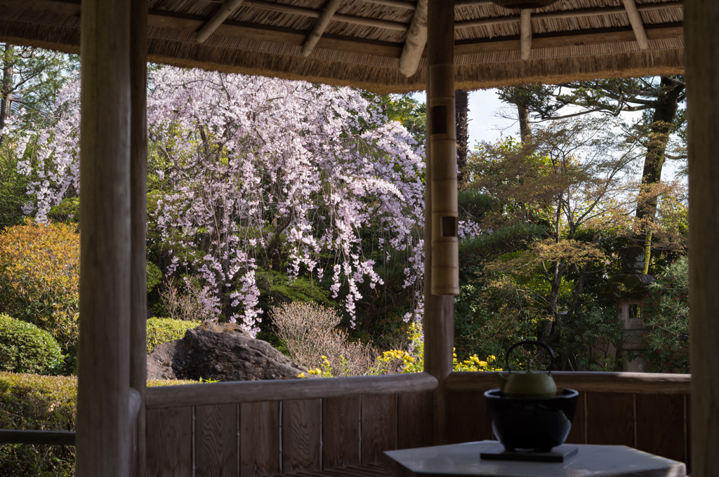 妙心寺 退蔵院② 桜