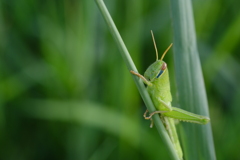 DSCF4281