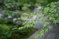 常寂光寺⑥