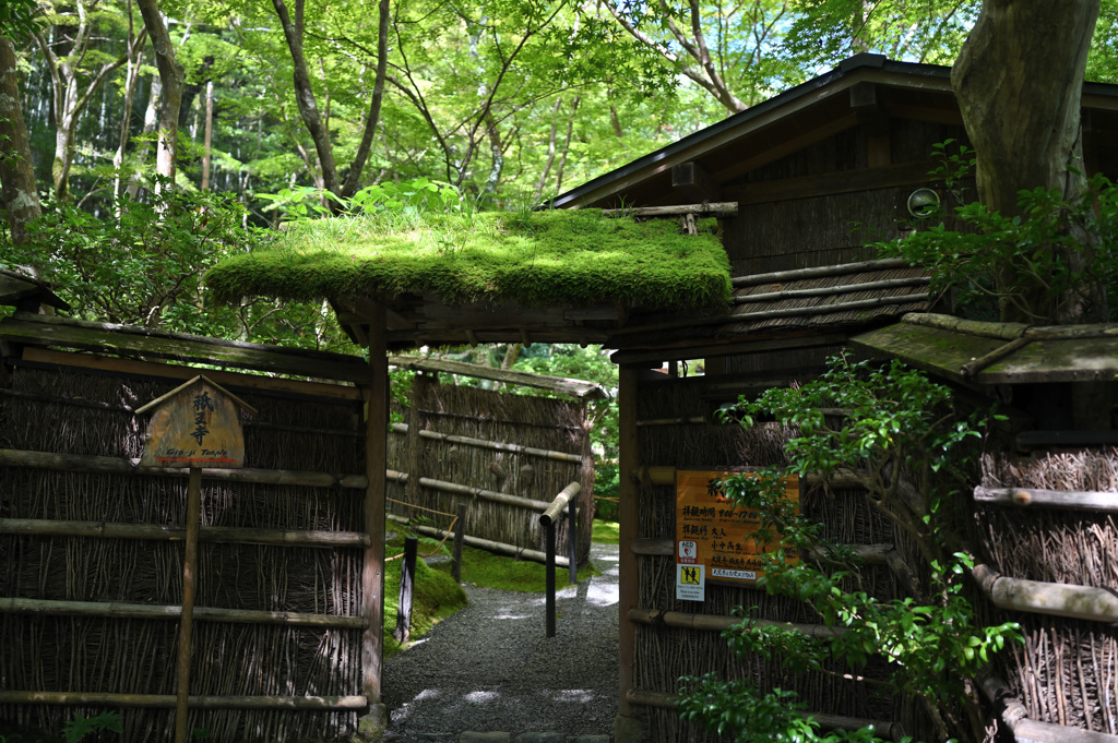 祇王寺⑥