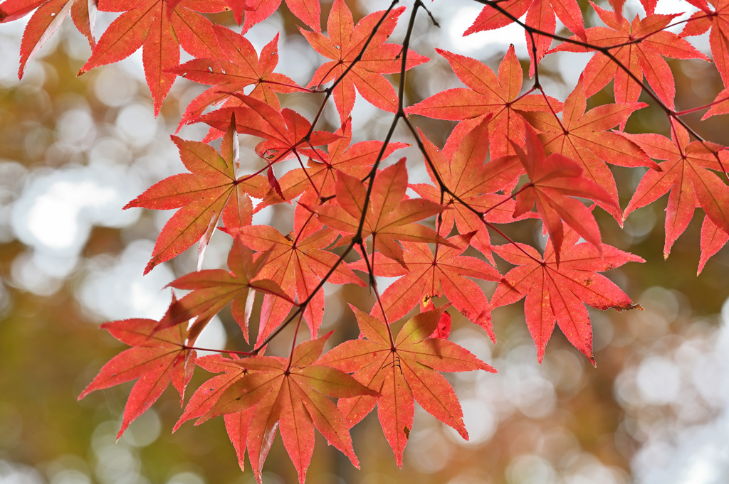 二尊院③　紅葉