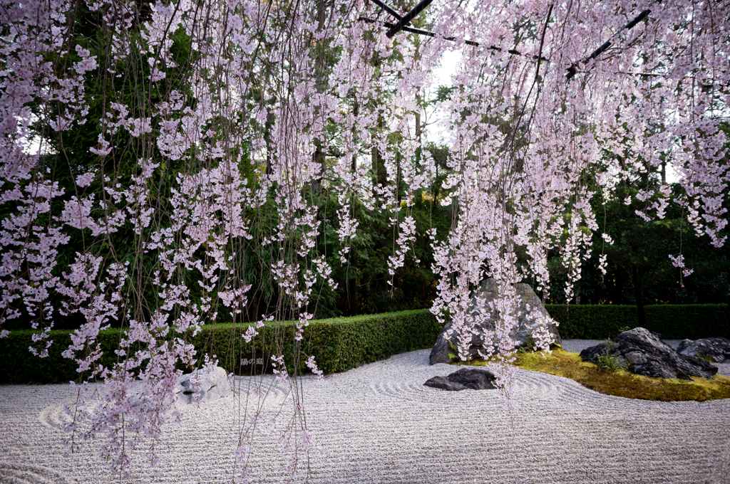 妙心寺 退蔵院① 桜