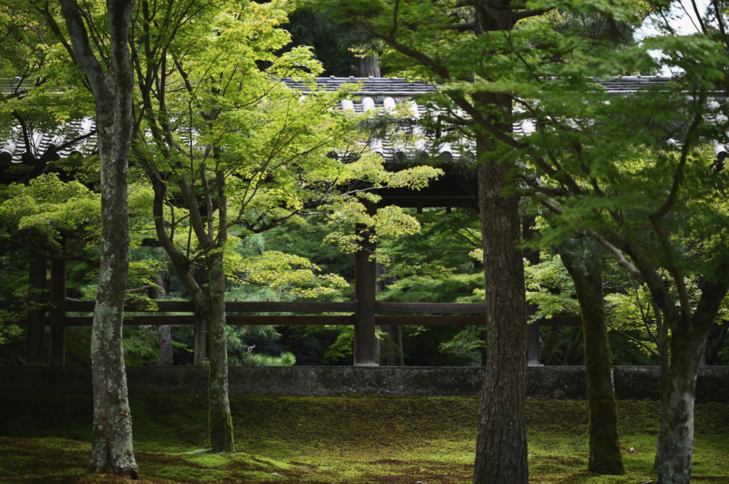 東福寺②