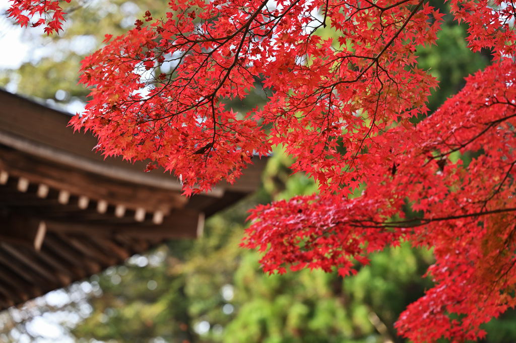 神護寺①　紅葉