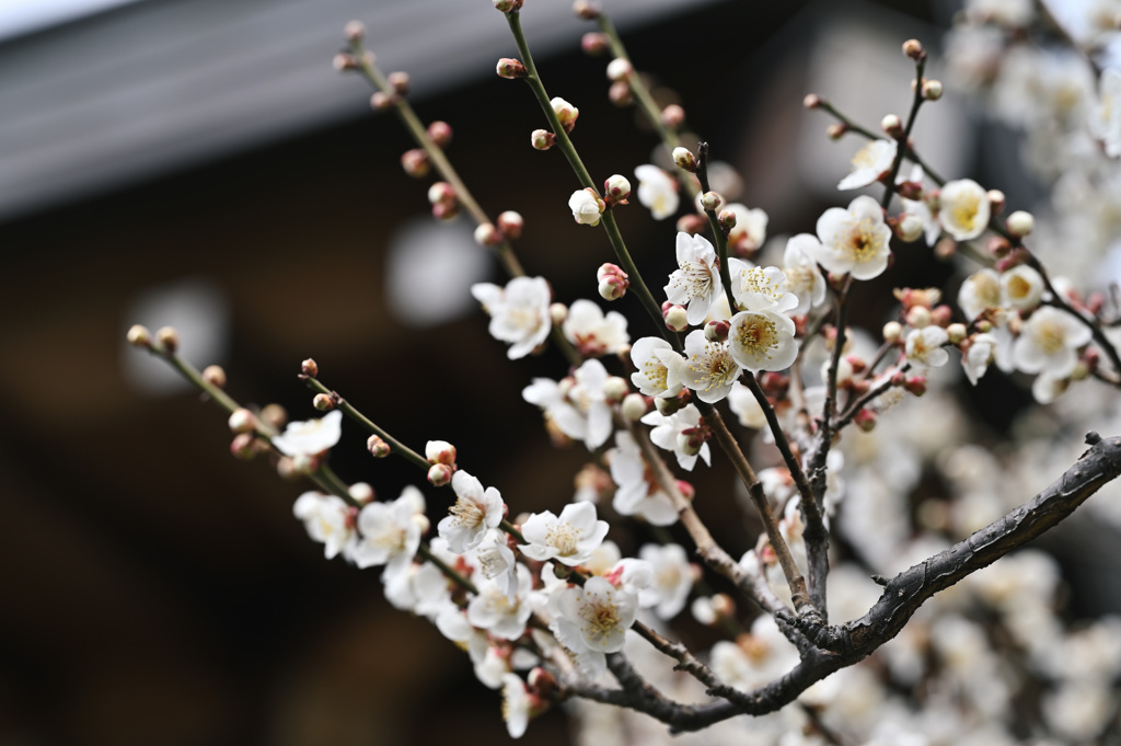 梅の花　城南宮②