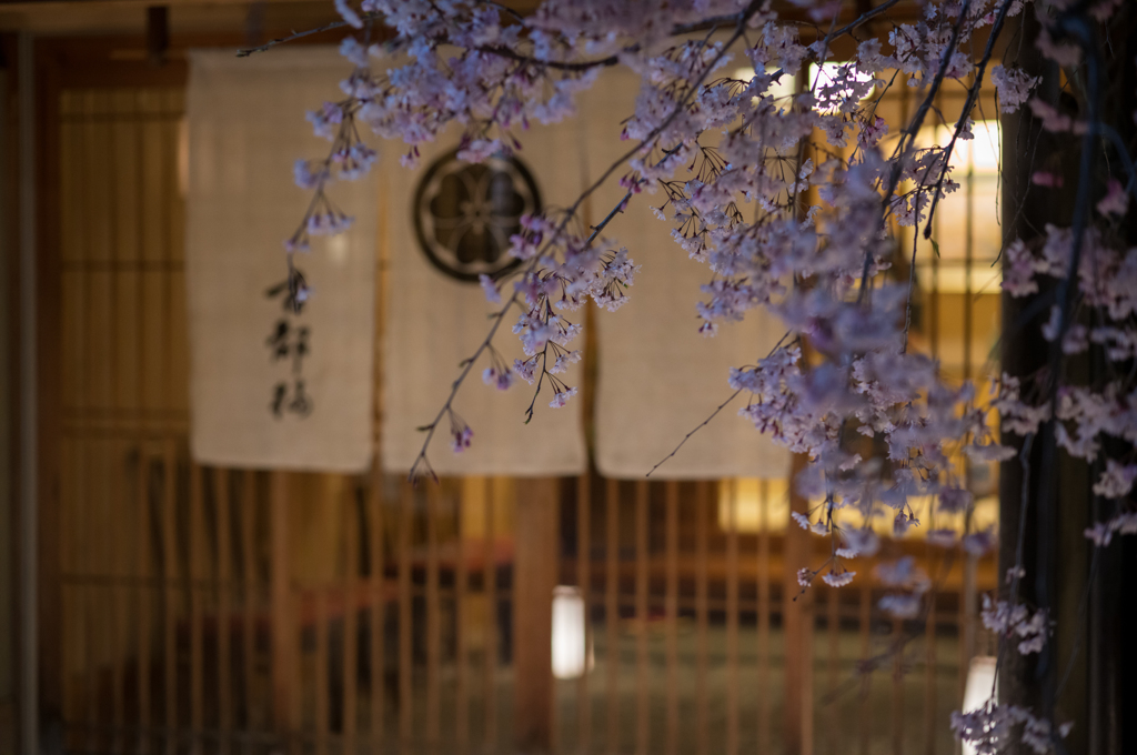 東山 夜桜