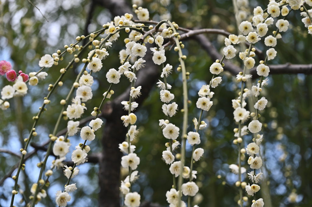 梅の花　城南宮③