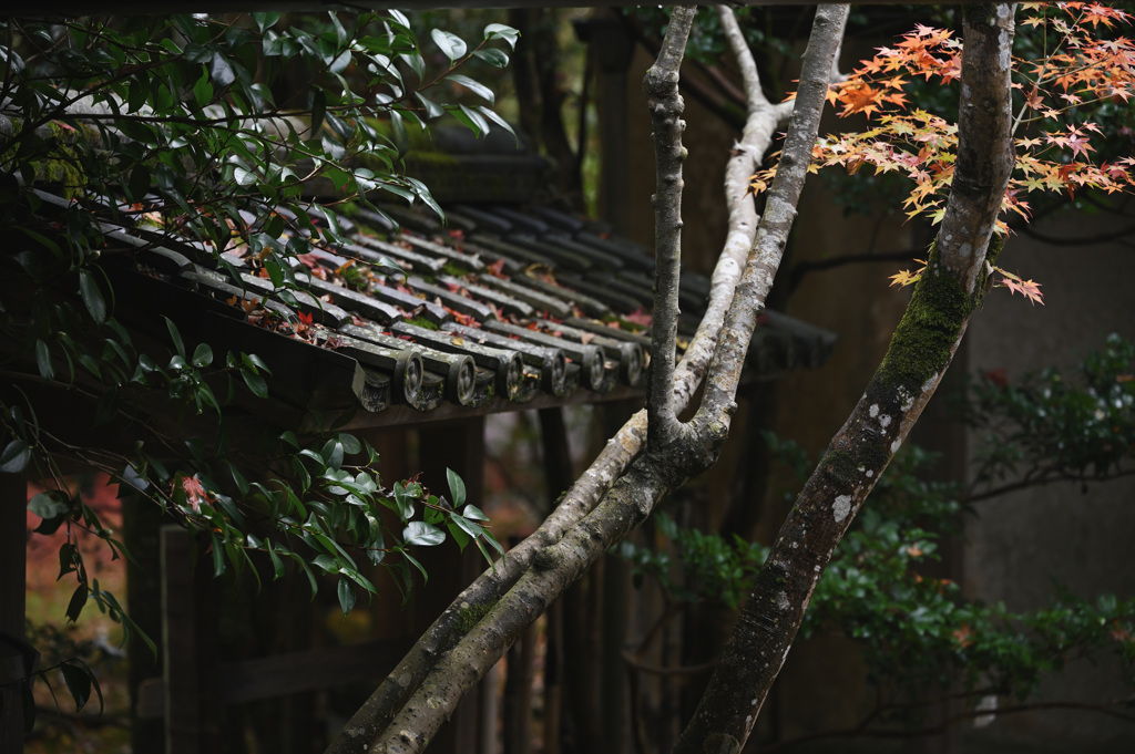 蓮華寺 紅葉③