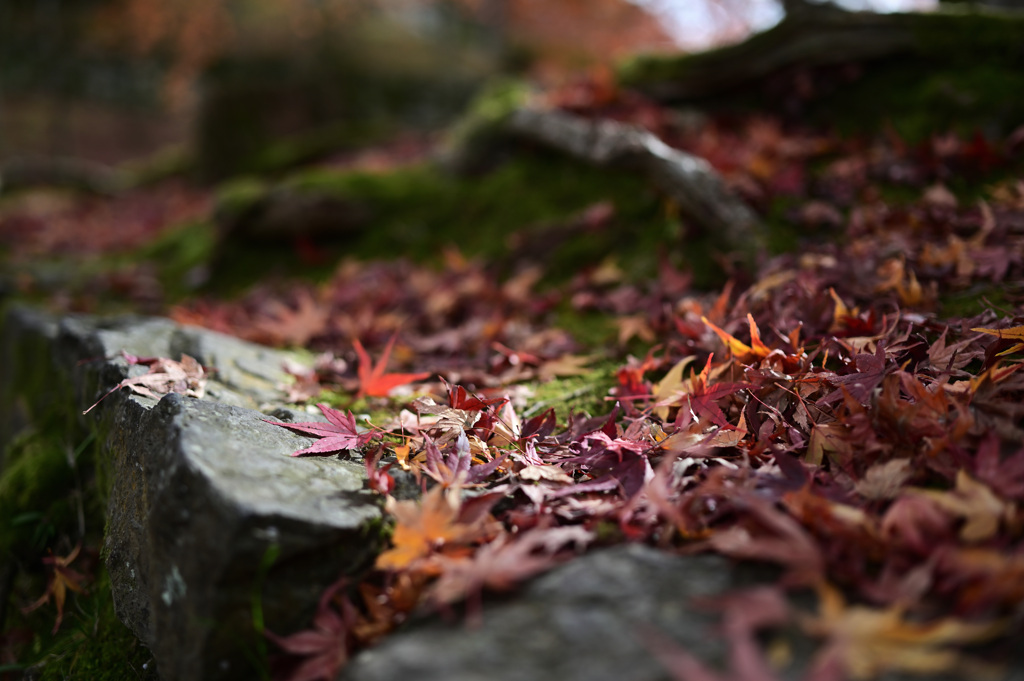 毘沙門堂③　紅葉