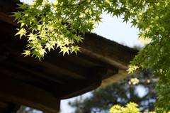 大徳寺 黄梅院 青もみじ