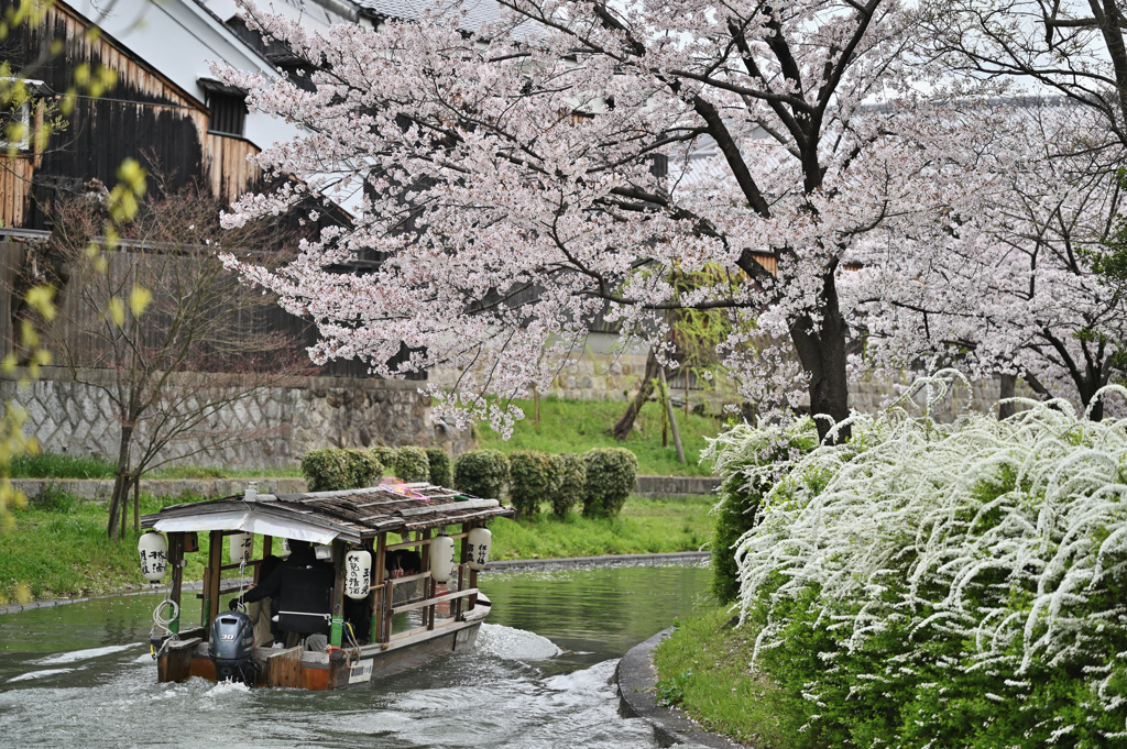 伏見　桜⑤