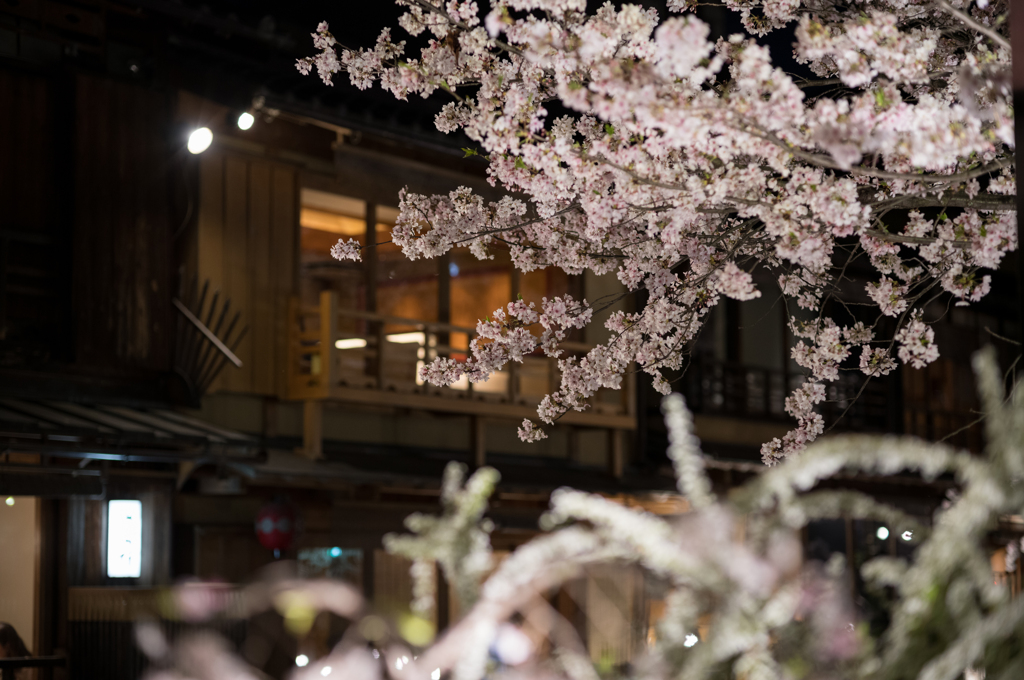 祇園白川 夜桜