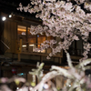 祇園白川 夜桜