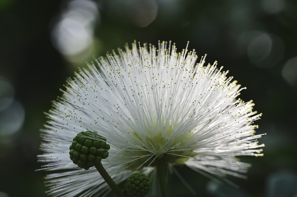 咲くやこの花館①