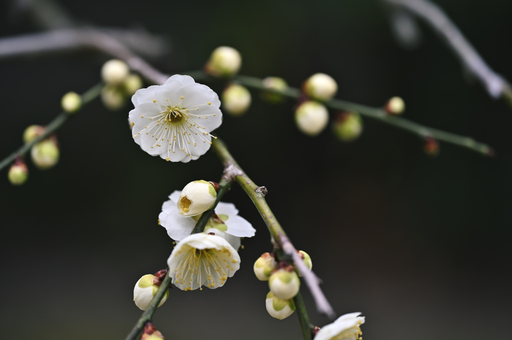 梅の花　城南宮①