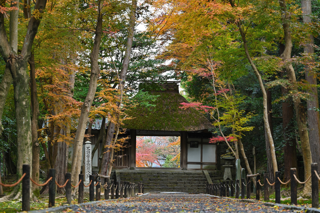 法然院②　紅葉