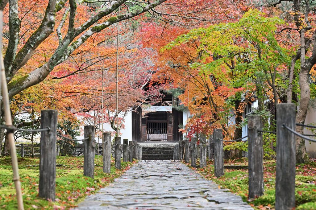 酬恩庵一休寺③　紅葉