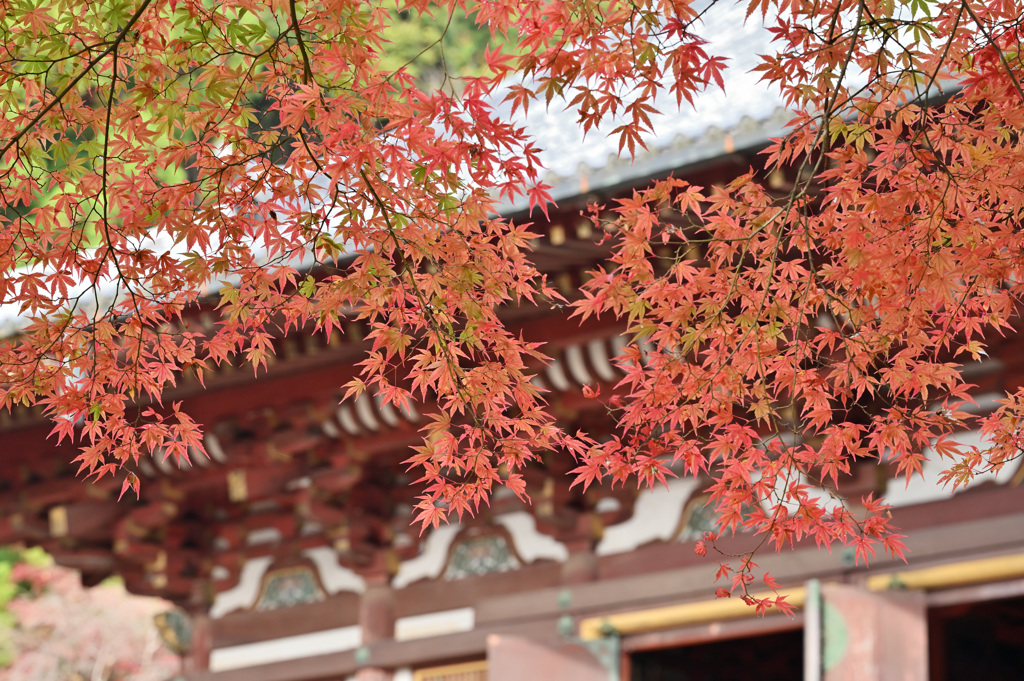 神護寺②　紅葉