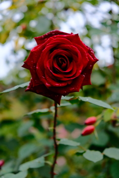 赤い薔薇