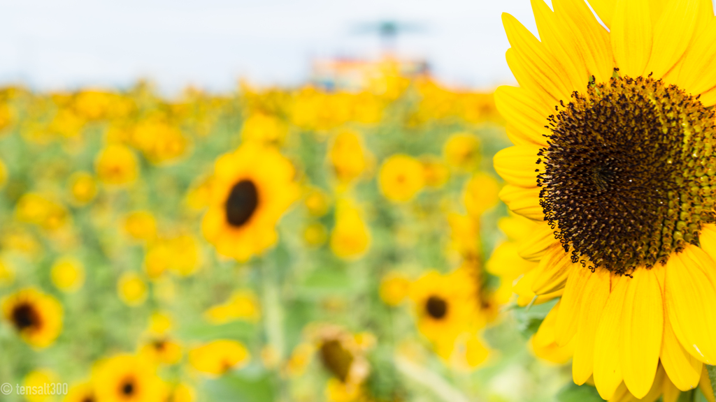 h暑さに負けず明るい笑顔の向日葵さん達