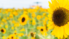 h暑さに負けず明るい笑顔の向日葵さん達