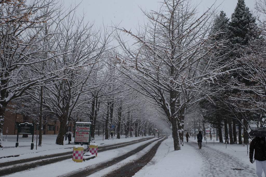 いちょう並木の雪化粧