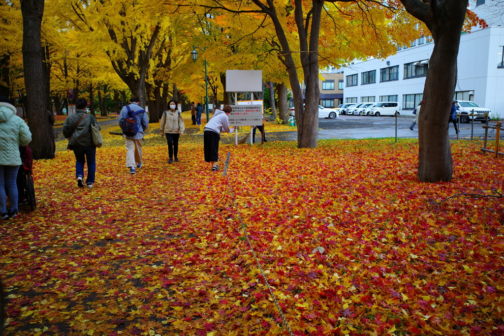 落ち葉の絨毯。