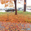 もみじの絨毯　北海道大学イチョウ並木