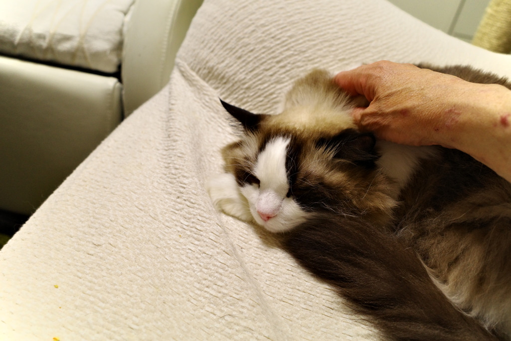 猫のマッサージ。