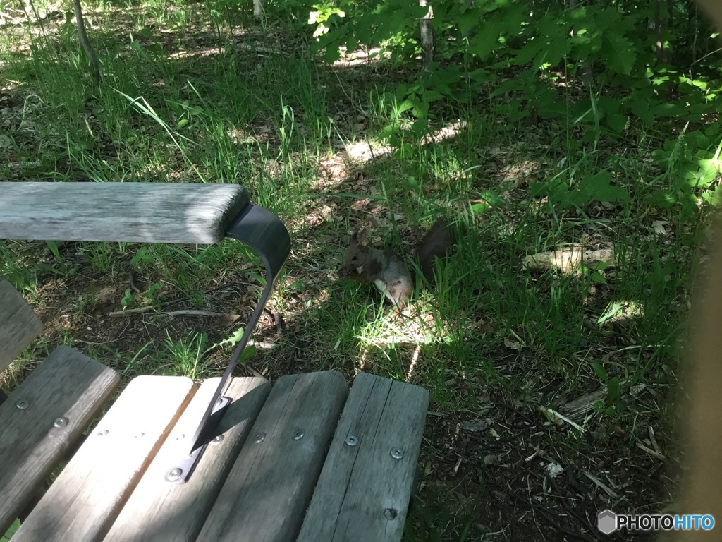 札幌旭山記念公園の、人懐こいエゾリス