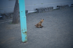 公園のキツネ。