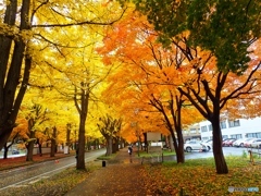 雨の日の純黄葉　北海道大学イチョウ並木