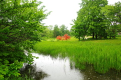 雨の百合が原公園、2。