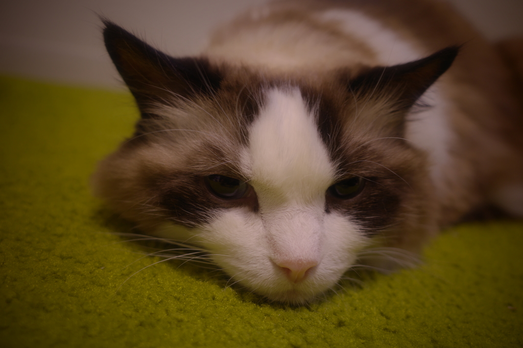 猫、何を考えている。