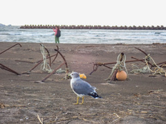 ウミネコと女性カメラマン。