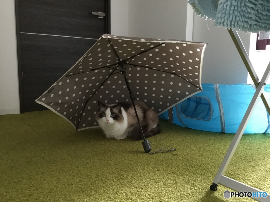 雨傘の猫、札幌