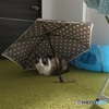 雨傘の猫、札幌