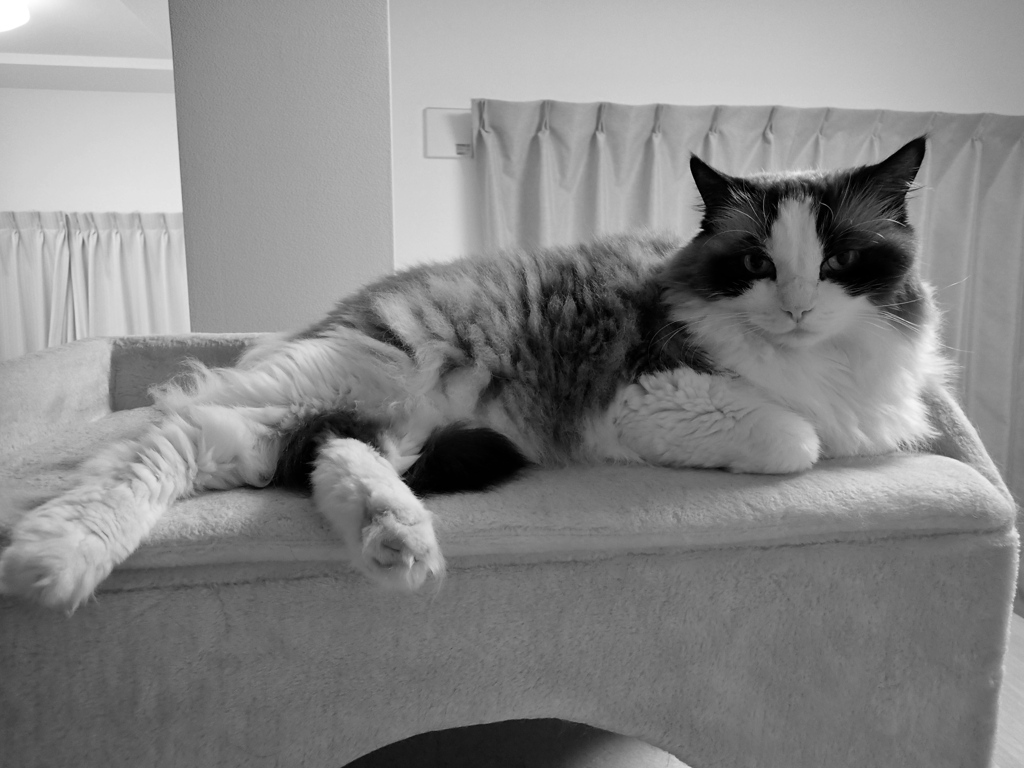 巨大猫 ラグドールの老猫 10歳 オス 体重8kg By Donbe397 Id 写真共有サイト Photohito