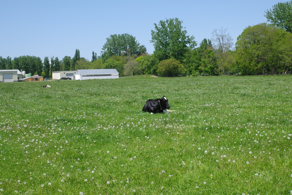 北海道大学演習農場の牛
