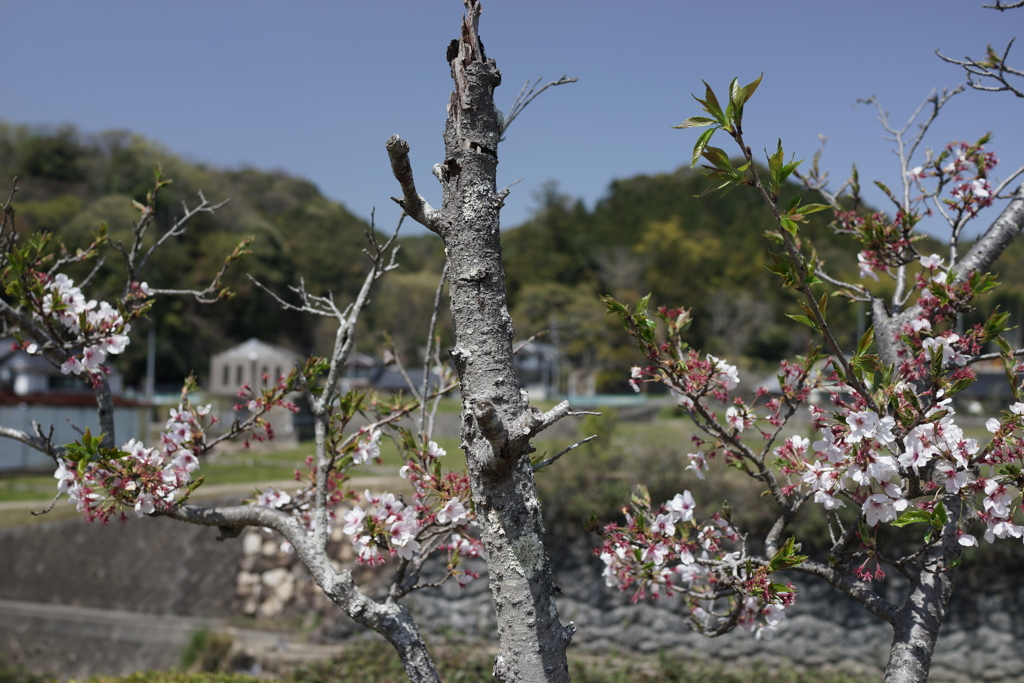 折れた桜