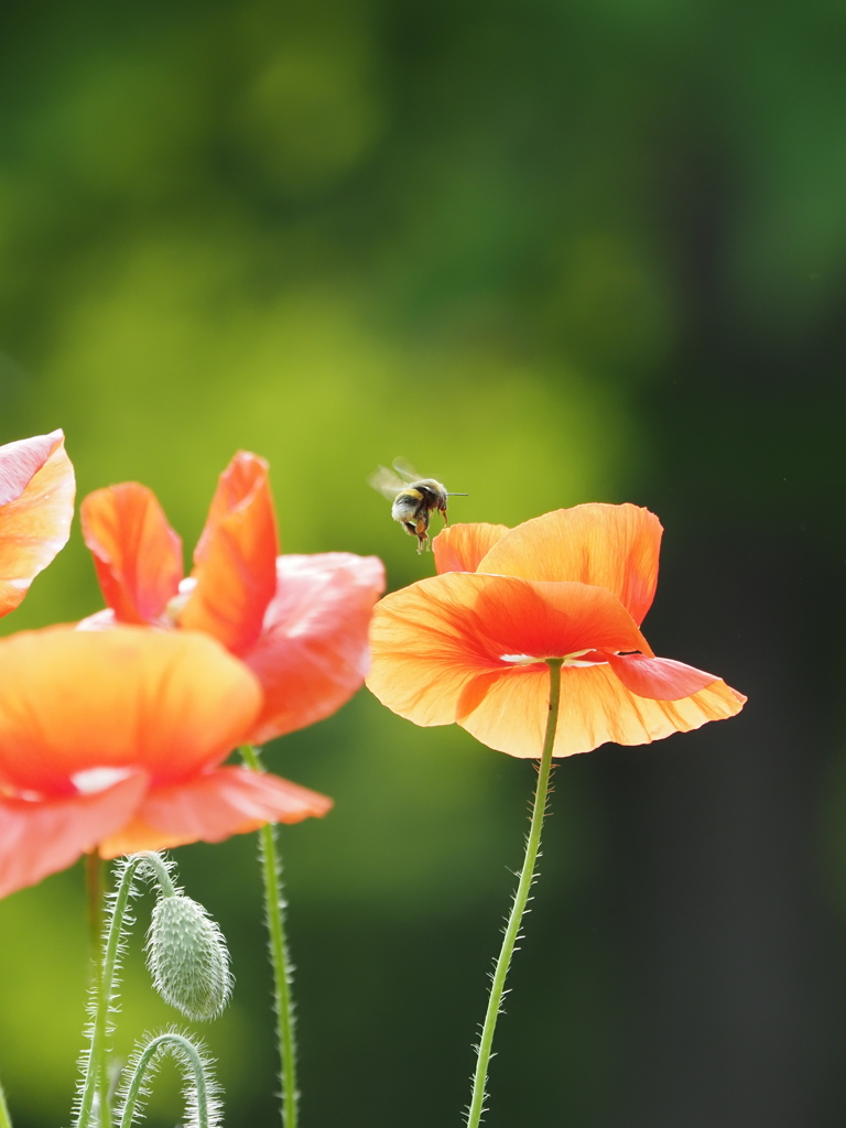 蜂と花