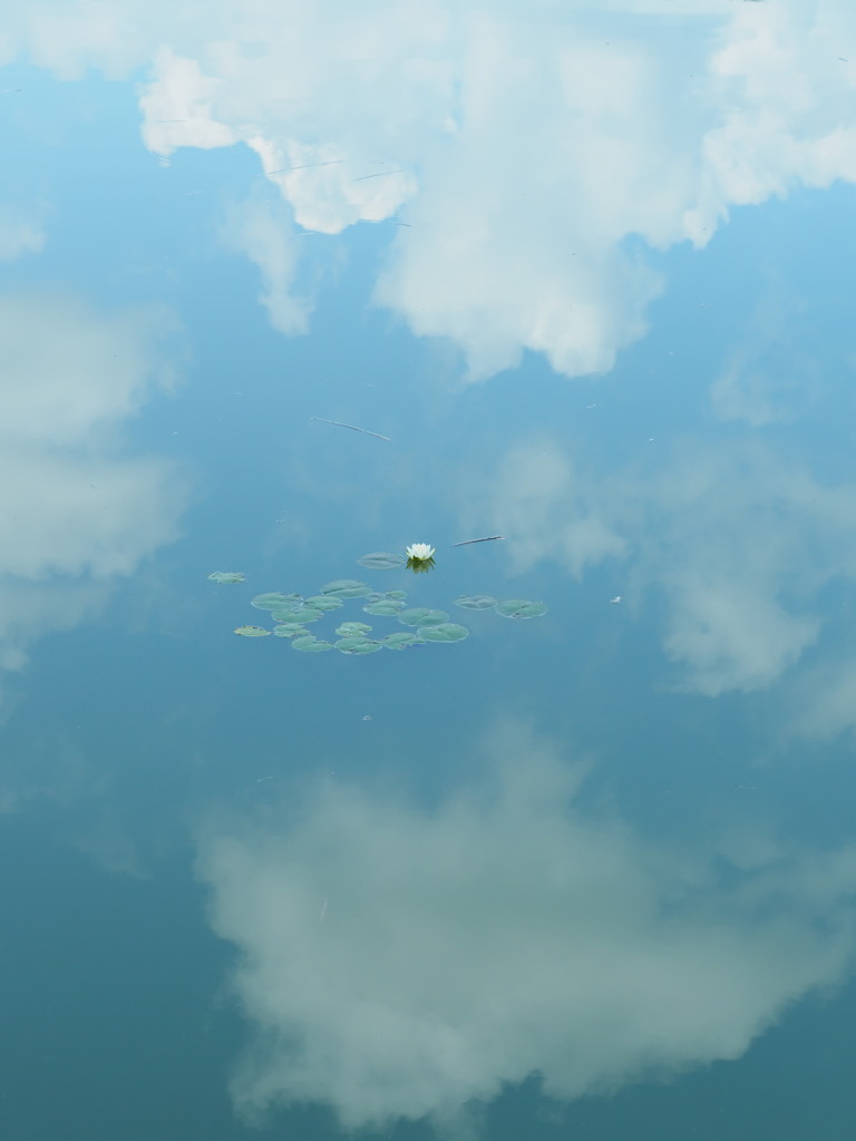 空に咲く