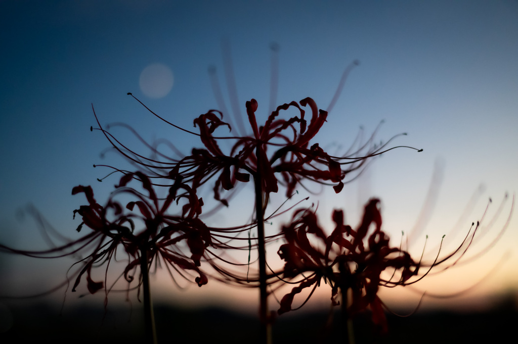 夕暮れ