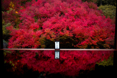 ドウダンツツジ