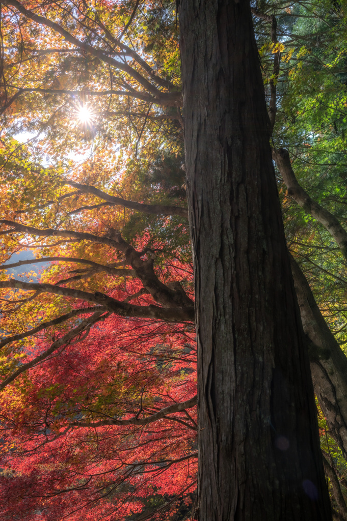 紅葉